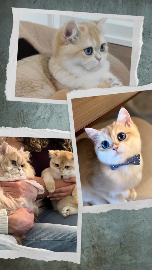Zip and ZaZa, the remaining two kittens of the last year's litters, have found wonderful homes. They are sending hello! It feels my heart with joy that they are so well taken care of.
#britishkitten #britishshorthair #dbe #blueeyedcat #ny12