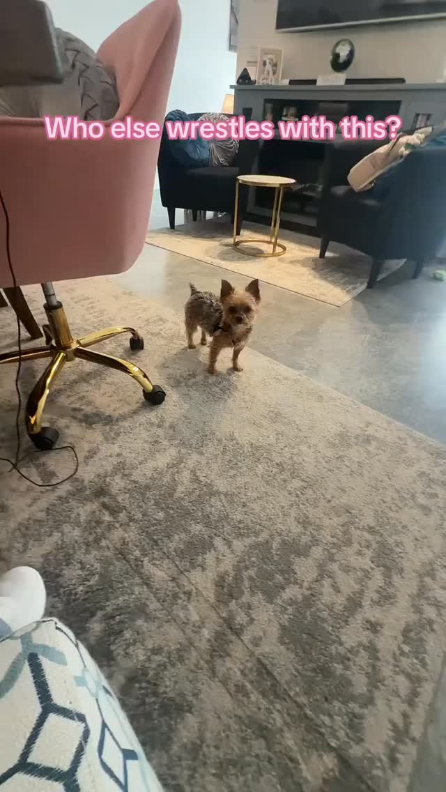 I’m convinced Yorkies don’t ask… they test you 😂🐾
Ran through the whole checklist and still failed.
At this point Joshua’s just watching me struggle for entertainment 😭
Be honest—what’s the ONE thing your Yorkie randomly demands that took you forever to figure out?
Drop it below ⬇️
#yorkielife #yorkielove #dogmomlife #dogsofinstagram #yorkiebehavior