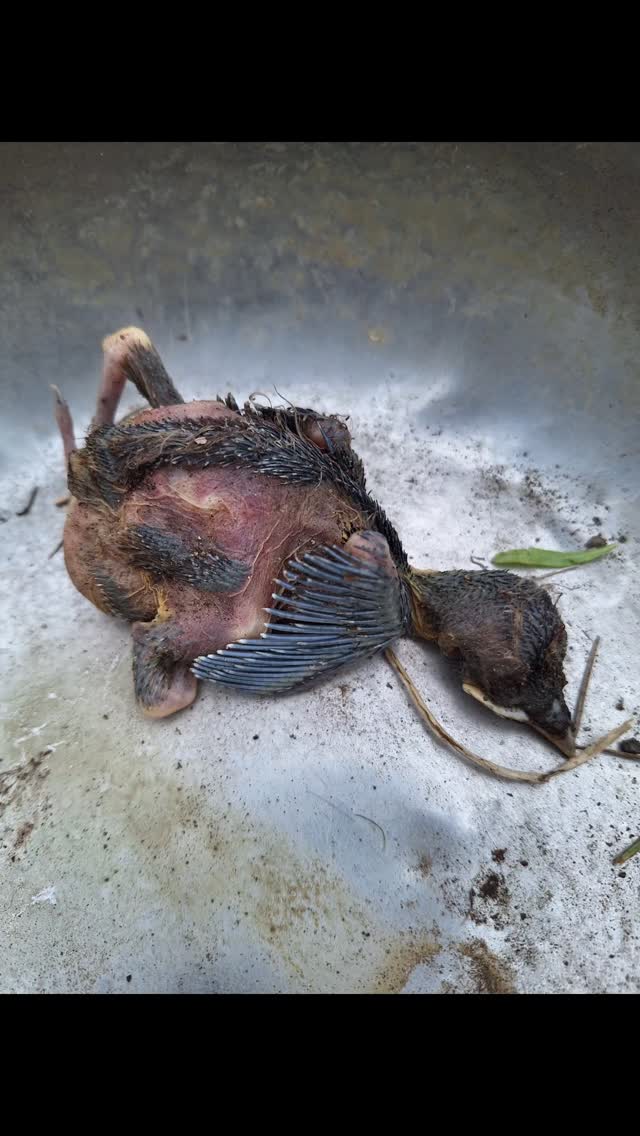 Death always makes for an interesting session.
I found this chick when I was checking the site first thing.
We had really interesting discussions -
What is it?
What happened?
How do you know it's a baby chick?
How big do you think an adult would be?
The children are always really moved by seeing a dead animal like this.
At the same time we were also watching Mrs Crow sit in her nest.
#outdoorlearning #cycleoflife #deadchick