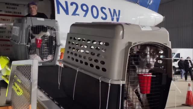 ✈️ This week, Wings of Rescue has two flights leaving California.
There’s a reason.
California, Texas, and Florida are facing the highest levels of pet overpopulation—where shelters are overwhelmed and pets are euthanized simply because space runs out.
It’s easy to think it doesn’t affect you.
It does.
When one region is overwhelmed, the entire system feels it.
We move pets from where there is no space to communities ready to help—creating relief and real opportunity.
Support makes this possible. Link in bio.
#LetTheFurFly #Cats #dogs #fly #rescue