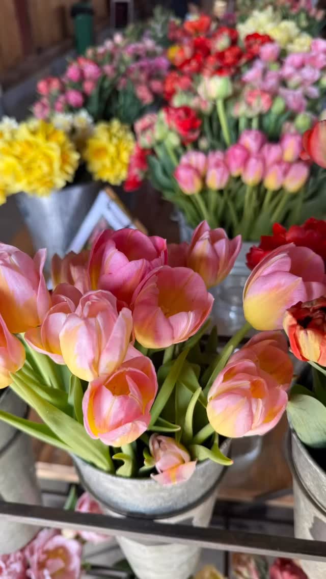 Tulip season is in FULL BLOOM 🌷Here is where to find them: @fairytalefarmette on the Farmette stand or at our April flower bar 4/17 5-7 pm, @honeysharvestfarm for the 3rd Sunday market 4/19 from 11 am-3pm, @cbfclagettfarm 4/18 for thier Open house from 1-3 pm. #localflowers #tulips #grownnotflown