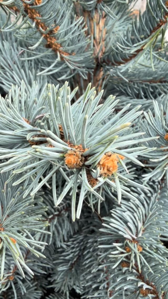Evergreens throwing a mood under our cloudy skies today ☁️🌲 Our expanded tree section is ready for all your landscape projects this spring!
.
.
.
.
#seedcupboardnursery #royalcitywa #centralwashington #gardencenter #evergreens