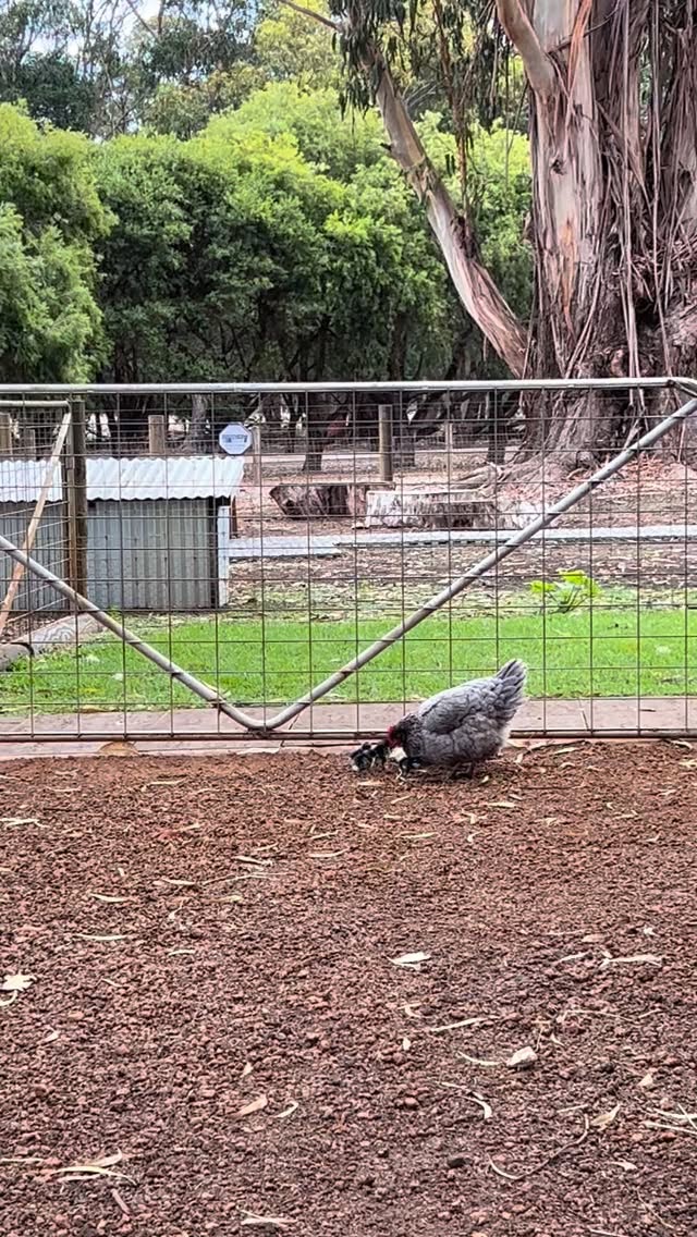 Well here’s a little Easter Monday surprise for us all!! Jen the hen has had chicks under the Roo House and brought them out for a little feast this afternoon. Eeeerm how cute are they?! And yes, we’ve only just called her Jen. We confess it was a team predictive text miscommunication…Marissa meant to type hen, WhatsApp changed it to Jen, I responded with a “I love how you have a name for everything” to which she responded with a “I meant to say hen”. But she’s now definitely Jen the hen. Happy Easter!! 🐣 🐣🐣🐣🐣🐣🐣🐣🐣