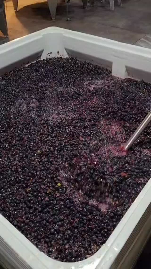 First plunge of the 2026 Negroamaro. Beautiful colours and aromas. 🍷✨️
A friendly reminder, we are taking a short break over the Easter long weekend and will reopen for Lunch & Dinner on Friday 10th April.
#mounttowrong #macedonranges #macedonrangeswine #negroamaro #winemaking