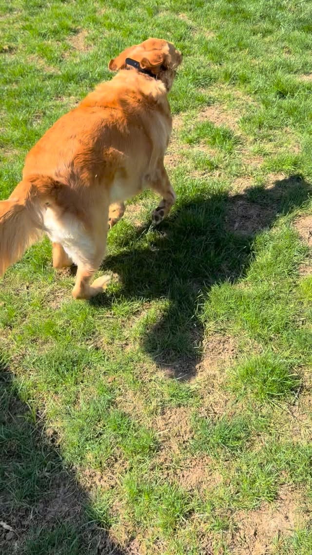 Enjoying the sunshine with River & Rayne ☀️
#dogwalker #richmondindiana #petcarepro