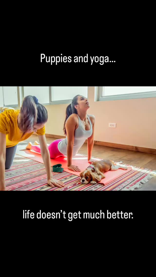 Sunday plans just got an upgrade 🐾
We’re teaming up with @pawsandyogaventura for a puppy yoga class on April 11 and yes… our Cavalier King Charles crew will be in attendance, ready to assist (or completely distract).
Expect:
downward dog interruptions
unexpected face kisses
zero personal space
and a whole lot of calm, happy chaos
If you’ve ever wanted your yoga flow to include a tiny shadow with big eyes, this is your moment.
Come stretch, reset, and maybe fall a little bit in love.
https://www.pawsandyogaventura.com/product/april-11-rooftop-puppy-yoga/FAYIOKFCXJJR5DPTOR4UOCAZ?cs=true&cst=custom
.
.
.
#puppyyoga #cavalierkingcharles #tinkerpups #sundayvibes #venturaca