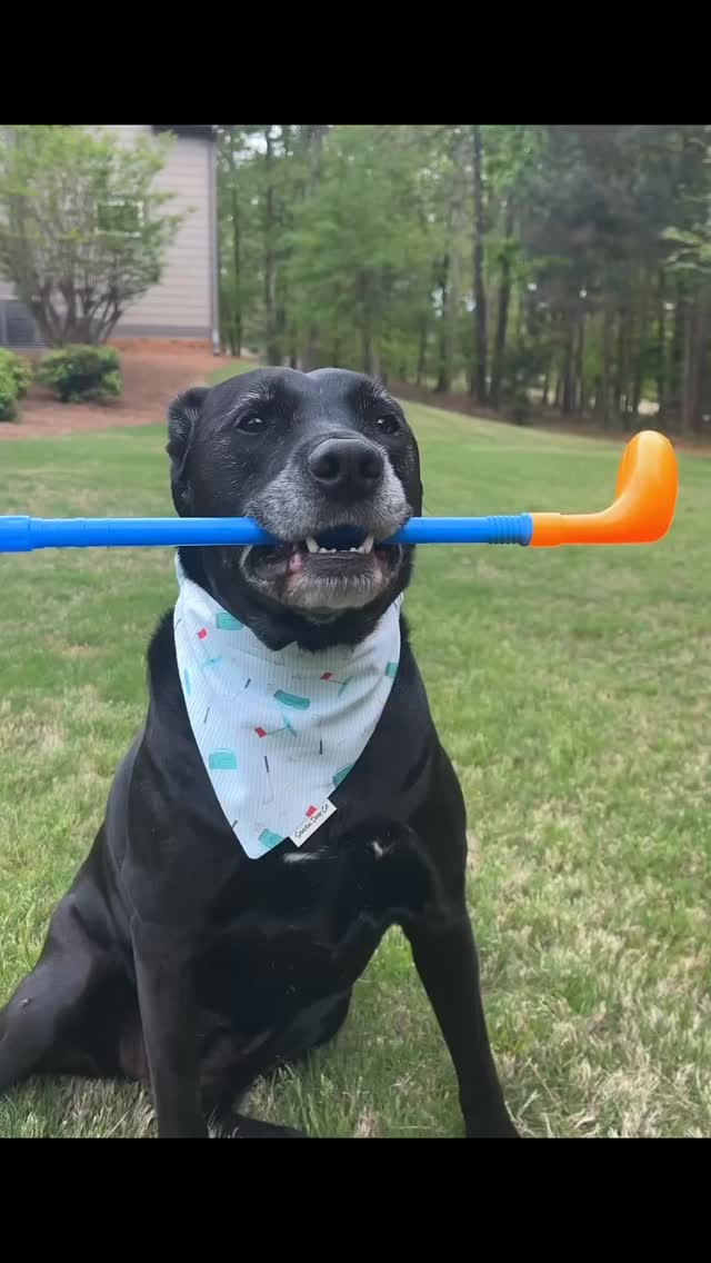 Grip it and rip it ⛳️🐾
Masters Week is officially here 🙌🏼
Norah is wearing our Golf Icons scrunchie bandana — available on Amazon and sharkdogco.com
#sharkdogco #unleashtheshark #scrunchiebandana #golfdog #mastersmonday