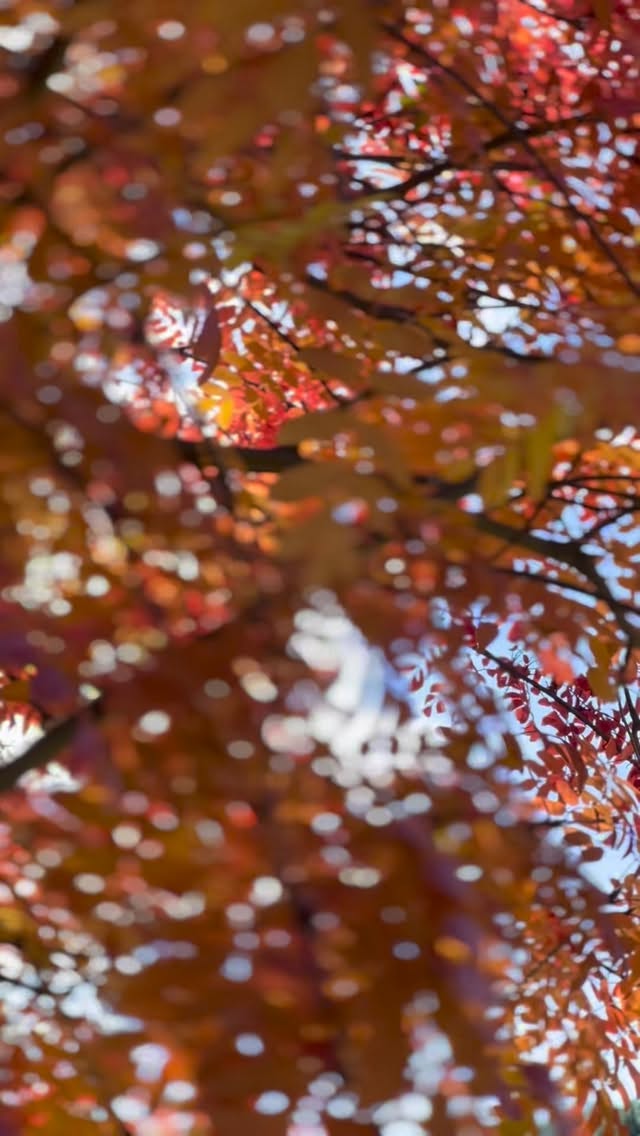 El otoño en la Patagonia tiene su encanto. 🍂
Te invitamos a descubrir sus colores y paisajes mientras disfrutás de unos días de relax.
▫️Nuestras propiedades de alquiler vacacional cuentan con equipamiento premium y todo el confort necesario para que tu única tarea sea disfrutar.
En Chapelco Golf & Resort podés vivir la experiencia del golf y las vistas inigualables del río Quilquihue. 🍂
📩 Consultanos por nuestras propiedades en alquiler vacacional: info@estanciachapelco.com.ar
▫️Somos Estancia Chapelco, empresa desarrolladora y comercializadora de Chapelco Golf & Resort.
#estanciachapelco #chapelcogolf #sanmartindelosandes #alquilervacacional #patagoniaargentina