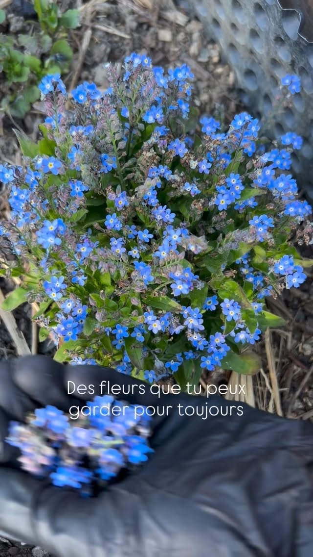 Tu porterais une vraie fleur en bijou ? 👀🌸
Ici petite récolte de myosotis symbole de fidélité dans le langage des fleurs 💙
www.plantesenscene.com
artisanat . bijoux fleurs . botanique . porter des fleurs . art floral . fait main . pièce unique . jardin . fleurs françaises