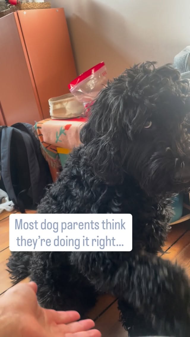 Theo. Black doodle. Born in Miami 🌴 now living in Berlin 🇩🇪 Service dog. Astro’s little brother. And the most misunderstood dog in the comic. 🖤
That scene where the human is yelling at him to sit?
He’s already sitting.
This is the whole comic in one moment.
We think we’re communicating.
Our dogs are watching us completely confused and still trying their best.
Astro’s Comic is written from the dog’s POV.
Theo shows you the mistakes.
Astro shows you the fix.
And suddenly everything clicks. 🐾
New pet parent? This was made for you.
🔗 Link in bio.
Your dog has been waiting for you to read this.
Drop a 🖤 if you’ve ever blamed your