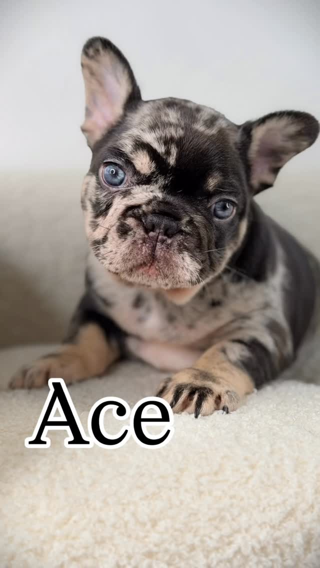 And just like that another one will be leaving the nest 🪺. Lil Ace now to be …. Drum 🥁 roll …….
—— RIBEYE——
🥩🥩🥩🥩🥩🥩🥩
Seriously the best name for him ! He’s even Marbled like a chunky thick Steak 🥩 lol
Stay tuned for our delivery ✈️ soon!