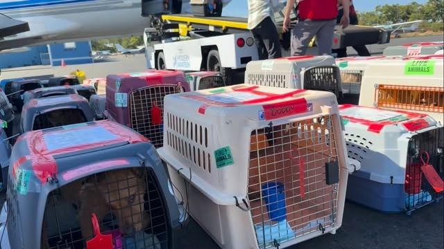 𝐖𝐞 𝐝𝐨𝐧’𝐭 𝐰𝐚𝐢𝐭 𝐟𝐨𝐫 𝐭𝐡𝐢𝐧𝐠𝐬 𝐭𝐨 𝐬𝐥𝐨𝐰 𝐝𝐨𝐰𝐧. With two large-scale flights already lined up this upcoming week, teams are preparing, partners are coordinating, and crates are being built out.
By the time our plane takes off, the work has been in motion for days, because 𝐨𝐧𝐜𝐞 𝐚 𝐬𝐡𝐞𝐥𝐭𝐞𝐫 𝐢𝐬 𝐟𝐮𝐥𝐥, 𝐭𝐡𝐞𝐫𝐞 𝐢𝐬𝐧’𝐭 𝐚𝐧𝐲 𝐞𝐱𝐭𝐫𝐚 𝐭𝐢𝐦𝐞 𝐭𝐨 𝐟𝐢𝐠𝐮𝐫𝐞 𝐢𝐭 𝐨𝐮𝐭.
So we stay ahead of it. We understand the assignment.
𝐋𝐞𝐚𝐫𝐧 𝐦𝐨𝐫𝐞 𝐚𝐛𝐨𝐮𝐭 𝐨𝐮𝐫 𝐰𝐨𝐫𝐤: LINK IN BIO
#LetTheFurFly #dogs #cats #flight