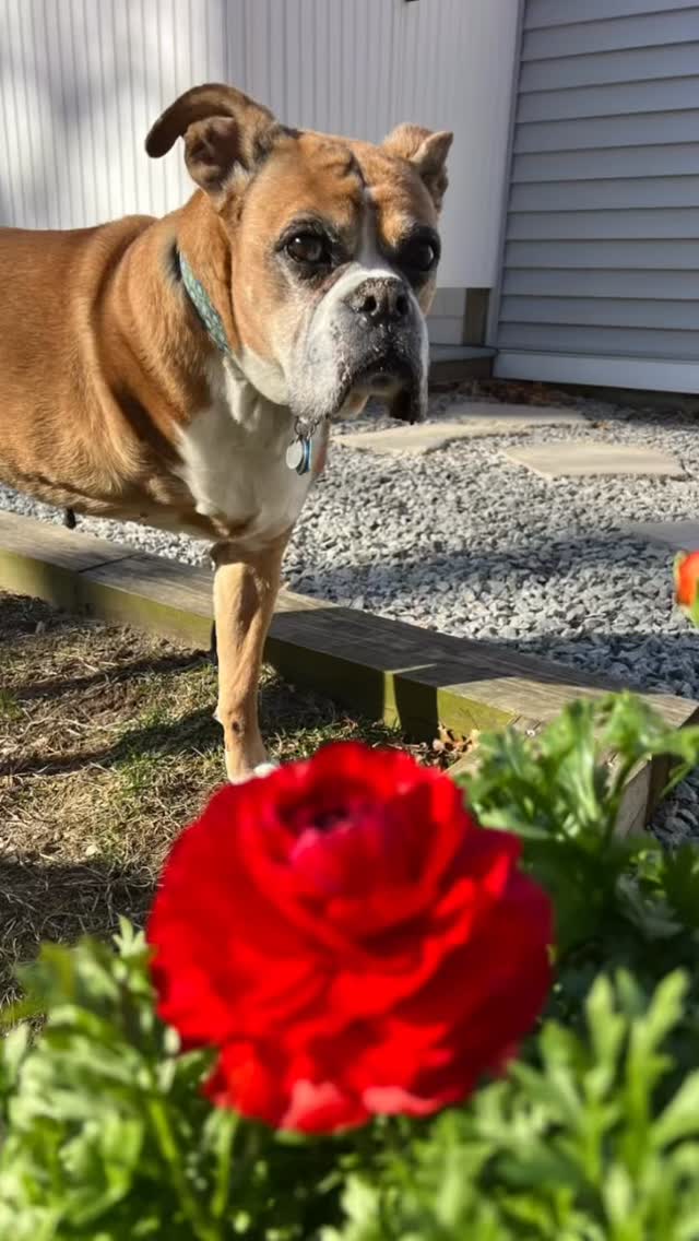 Freedom knows he’s pretty awesome. He is a D O G and loves food, snacks, naps and a soft bed. He likes to pretend he can’t hear me call him to come inside, but he can hear the roar of the UPS truck 3 streets over from inside the house 🤣🐾🐶