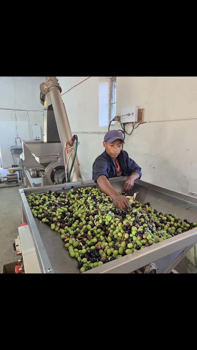 Harvest 2026: done & dusted πΏβ¨
What a season itβs been at Klein Nektar β a record harvest of 6 tons of olives, all picked by hand over 3 days by an incredible team of 11.
Within hours of picking, our olives were cold pressed to lock in all that freshness β yielding 820 litres of beautiful extra virgin olive oil. Liquid gold in the truest sense.
#OliveHarvest #ExtraVirginOliveOil #FarmLife #HarvestSeason #Kleinnektar