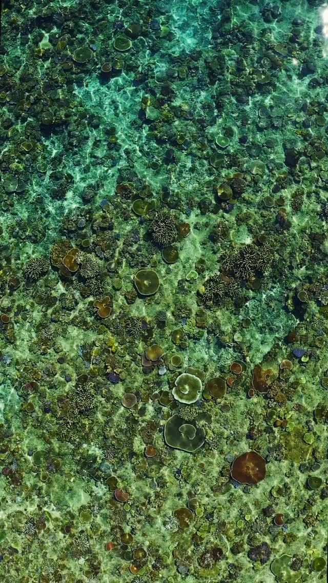 We couldn't be more excited to share our partnership with @divingeasier. A team pushing the boundaries, both in their innovation and now their support. Tankless diving meets coral restoration. Click the link in our bio to donate 🫣
@divingeasier will be supporting the project with their tankless fresh-air systems, alongside hands-on involvement, fundraising, and contributions toward our next set of coral nurseries! Feeling very grateful and very excited. Has anyone ever used one before?