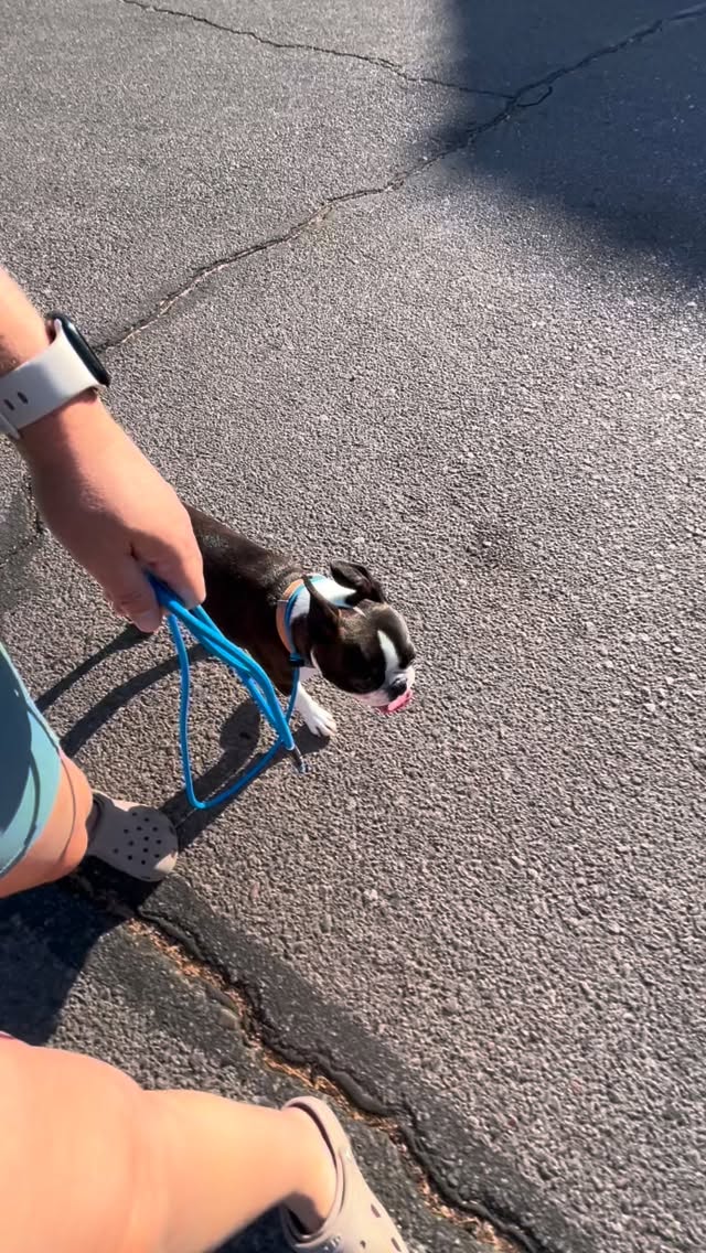 Just a fun day of training the pups 😊
.
.
.
.
.
#queencreekaz #az #dogtraining #dogs