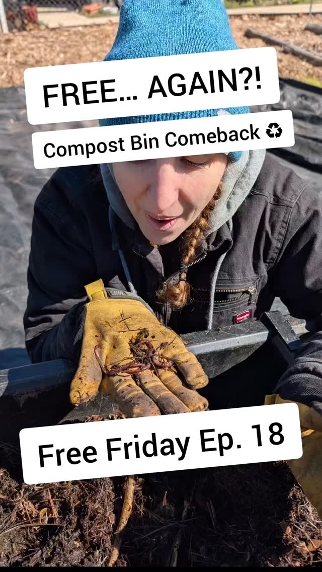 So nice… we thrifted it twice 😅♻️
We got this compost bin for free, gave it away… and then it became available again — so we grabbed it!
And the best part? It came loaded with compost and tons of worms 🪱🙌
Gotta love a good Free Friday comeback!
What’s the best free thing you’ve ever scored?
#FreeFriday #CompostBin #HomesteadLife #BudgetHomestead #ReuseAndRecycle
