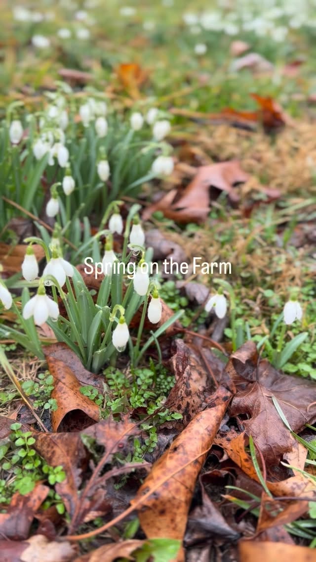 So many beautiful little moments. Grateful for another spring, we excited for the growing season! I mostly share pottery here but my art is created from the life around me here in Appalachia. I hope this season fills you with hope and renewal. May we all live this life with ease. 💜
