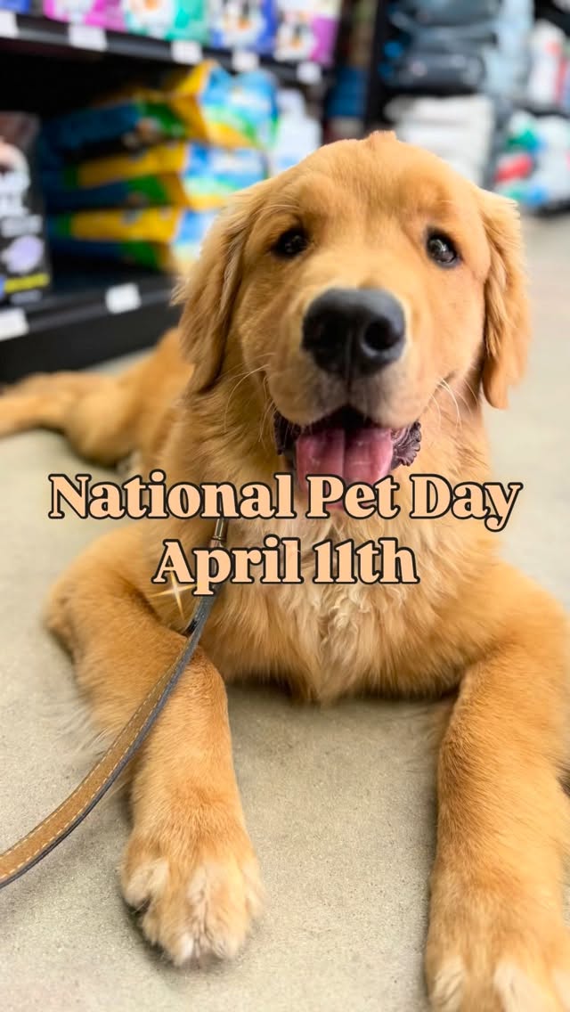 Happy National Pet Day 🐾❤️
At IB Pet, pets aren’t just part of what we do… they’re the heart of everything.
Today we’re celebrating the furry (and not so furry) family members of our amazing IB Pet team. The ones who inspire us every day to do better, learn more, and bring you the best.
Give your pet an extra hug from us today 💛
#NationalPetDay #IBPet #PetsAreFamily #ShopSmall