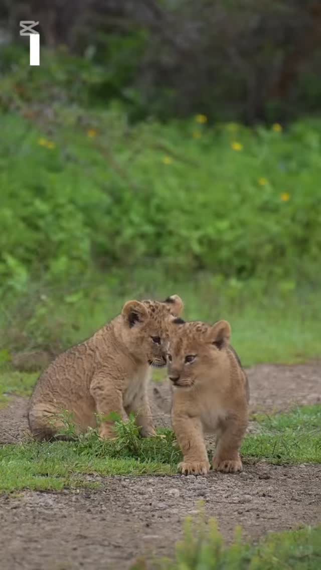 Little Kings of the Wild
A heartwarming moment in Tanzania — playful Lion cubs enjoying life in the wild.
These young cubs may look cute and playful, but they are the future kings and queens of the savannah. Through play, they learn important skills like hunting, fighting, and survival.
Watching lion cubs in their natural home is one of the most special safari experiences, full of joy, energy, and real wildlife moments.
📸 Perfect for wildlife lovers & photographers
🌿 See the playful side of the wild
🦁 Future kings of Africa
✨ Experience unforgettable safari moments in Tanzania!
📲 https://wa.me/255744391567
🌍 www.meilleurtours.com
📧 meilleurtours@gmail.com
#MeilleurTours #TanzaniaSafari #WildlifeExperience #Travel #ExploreTanzania