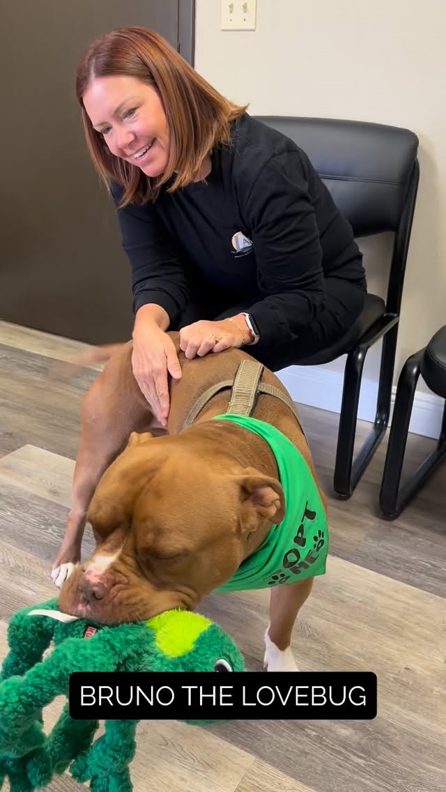 *PLEASE SHARE TO HELP US FIND A HOME!!*
To say BRUNO is an extra special boy is an understatement...
This 4 year old, 69 lb bully mix is like a BIG TEDDY BEAR! He LOVES children (was raised with 4 young kids & 2 small dogs) other dogs and all humans. He is extremely well socialized, is very gentle, has a super sweet temperament and is VERY loving & affectionate as you can see from this video. He also, NEVER BARKS! He doesn't like loud voices & will go hide in the corner if it gets too loud.
He used to greet all the patients at a chiropractor's office and was so well loved, but the owner's two other dogs kept attacking him π
He is now being fostered by a loving couple who just adore him & want to find him the best Forever Home.
Bruno is vaccinated, neutered and microchipped & ready to bring A LOT OF LOVE INTO YOUR LIFE! π
To meet Bruno, please submit a Meet n Greet application at: www.almarescue.org
#adoptdontshop #pitbulllife #bulliesarethebest #pitbullsofinstagram #almarescue