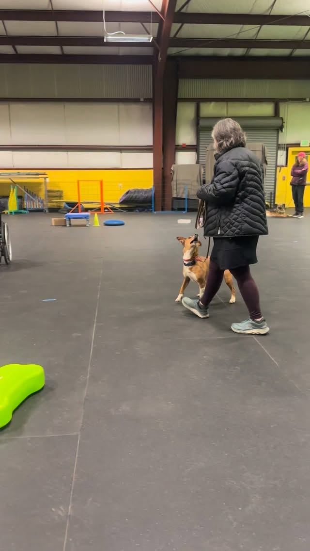 Real-world training = real-world confidence
Not every dog naturally understands things like bikes, wheelchairs, or moving equipment and that’s okay! In this session, we’re helping Frank safely work through his curiosity (and recent interest in tires 😅) by introducing the wheelchair in a calm, controlled way.
By guiding him to move around it, observe it, and stay engaged with us, we’re building confidence and teaching him how to respond appropriately in public settings.
Small exposures like this make a big difference. If you want help with confidence issues your dog may be working through, sign up for one of our classes 💛
🔗 www.CascadePetCamp.com
📲 (541) 354-2267
📍3085 Lower Mill Dr
Hood River, OR 97031