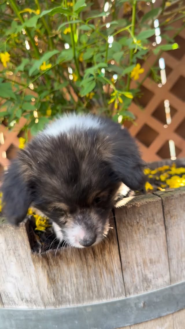 This little lovey girl will steal your heart if you let her! She’s looking for a new family if you’re looking for all of the puppy fun in your life!
•
•
•
#corgi #puppy #fluffycorgi #kernrivercorgis #corgilife