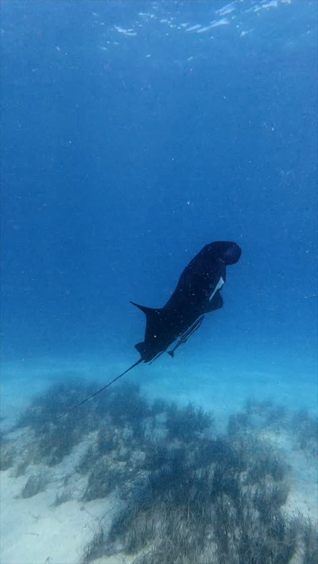 Our photographer @lauratierney was able to capture this beautiful melanistic manta dancing on tour 🖤
Butterflies of the ocean, barrel rolling with such grace. What a privilege to experience such a beautiful creature!
Coral Bay Exclusive- join the experience on our electric vessel Wirraji 🪸
#ningalooreef #coralbay #electricvessel #visitningaloo #australiacoralcoast