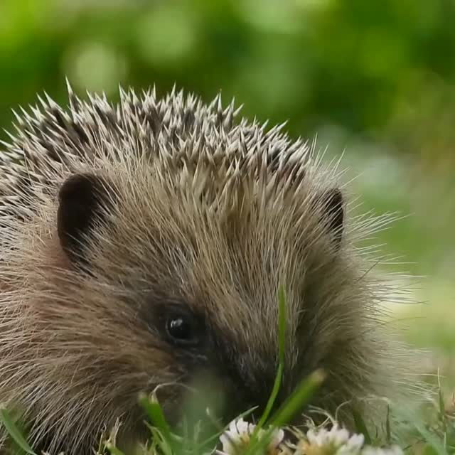 Want your garden to flourish while protecting wildlife? 🌿
With Ecofective, you can care for your outdoor space and get effective results without harming the environment around you 🐝
Follow Ecofective today to find out more about our eco friendly range🌱
#Ecofective #GardenCare #WildlifeFriendly #SustainableGardening