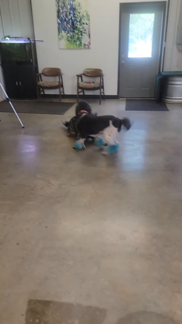 Goober helps Lana let down her hair after working on offleash heeling!