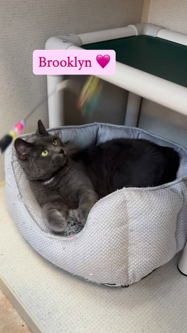Brooklyn doesn’t feel like leaving her bed today! I think we can all relate 😂 #animalsindistressnj #adoptablecats #cats #mercercountynj #adoptme