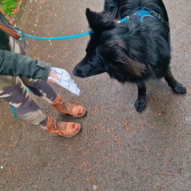 We had a splashing time with the black beauties #mantrailing at #alderleyedge this afternoon. Pretty sure we got the day's rain, but that didn't stop play for these two lovely teams.
Hard to believe that Tilly is just a young pup, she shows tremendous maturity. Team Tilly were introduced to pet trailing and did it with style. Sensitive handling left Tilly to do what she does in her DNA, put her nose down and work! She has a lovely nature and although there were a few doggy distractions, she just checked them out and got on with it. Lovely trailing and very well done Team Tilly... a bit of an epic day out for just your second session. Amazing 👏 🤩 👏
We always learn more about how our dogs trail as we work with them and thisnis quite often evolving as they progress. This is definitely the case with Raven and we proved today that she fully engage her brain to solve our puzzles, so much so that she has worked out to follow instructor scent as a way to guarantee success. For her final trail we ensured she had to engage her skills fully by tracking only her lost dog and she proved she knows just how to do it. Some lovely tracking from Raven too (she is a big air-scenter) so great work all round. Well done Team Raven, some lovely handling today 👏 👍 😀
Fancy a challenge? Mantrailing is great for all dogs so try something new. Or join for an advanced double-blind session