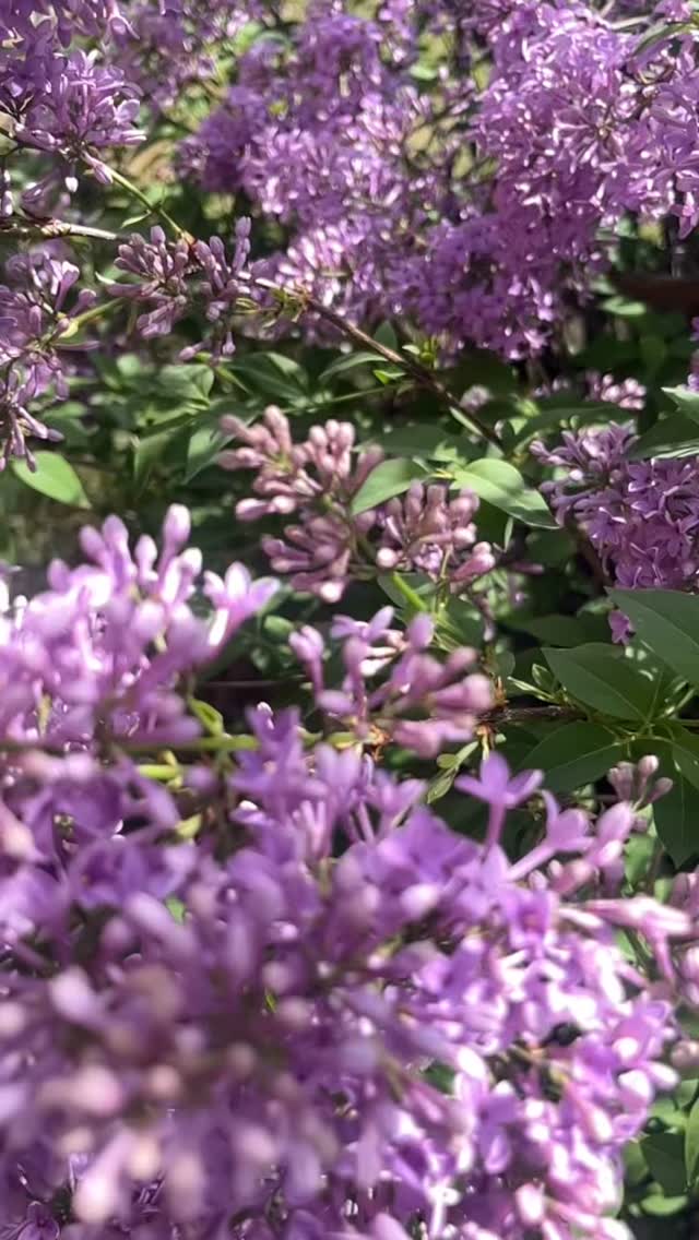 Reserve your space✨🛖✨ ElevatedSkye.com #community #elevatedskye #blessings #yurt