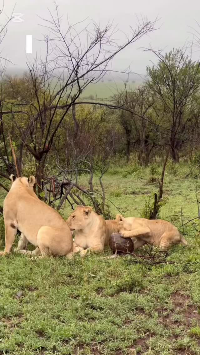 Innocence of the Wild: Lion Cub’s First Lessons
A unique moment in Tanzania — a curious young Lion cub explores and plays, while the lioness rests nearby.
To us, it may look like simple play… but in the wild, this is how life begins. Every movement, every touch, is part of learning survival. The cub is discovering the world, building instincts that will shape its future.
In places like Serengeti National Park, these small moments tell powerful stories of life, growth, and nature’s balance.
📸 Rare and emotional wildlife moment
🌿 See how predators learn from a young age
🦁 The beginning of a wild journey
✨ Experience real safari stories in Tanzania!
📲 https://wa.me/255744391567
🌍 www.meilleurtours.com
📧 meilleurtours@gmail.com
#MeilleurTours #TanzaniaSafari #WildlifeExperience #NatureInAction #ExploreTanzania AfricanSafari