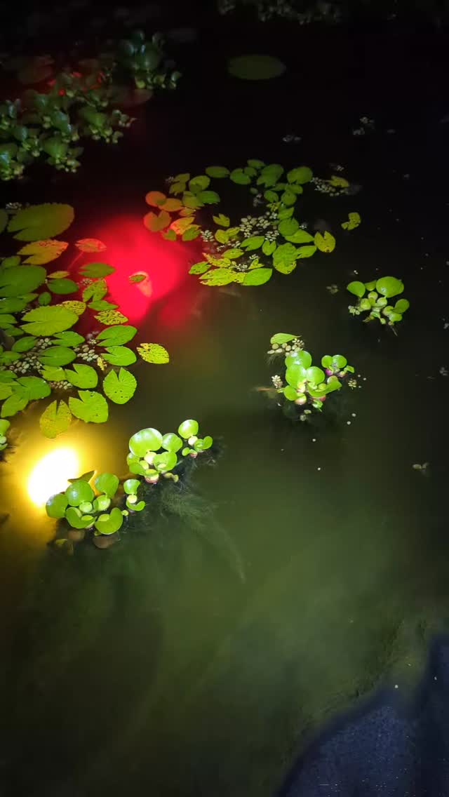 The crew is doing good
Babcia Stacia
Billy and Joel
Christopher
Divine
And the blackies we're not sure where they came from. We thought we purchased one or two fish and now there's a bunch of them and they're absolutely beautiful
Night crew doing the Disco dance!