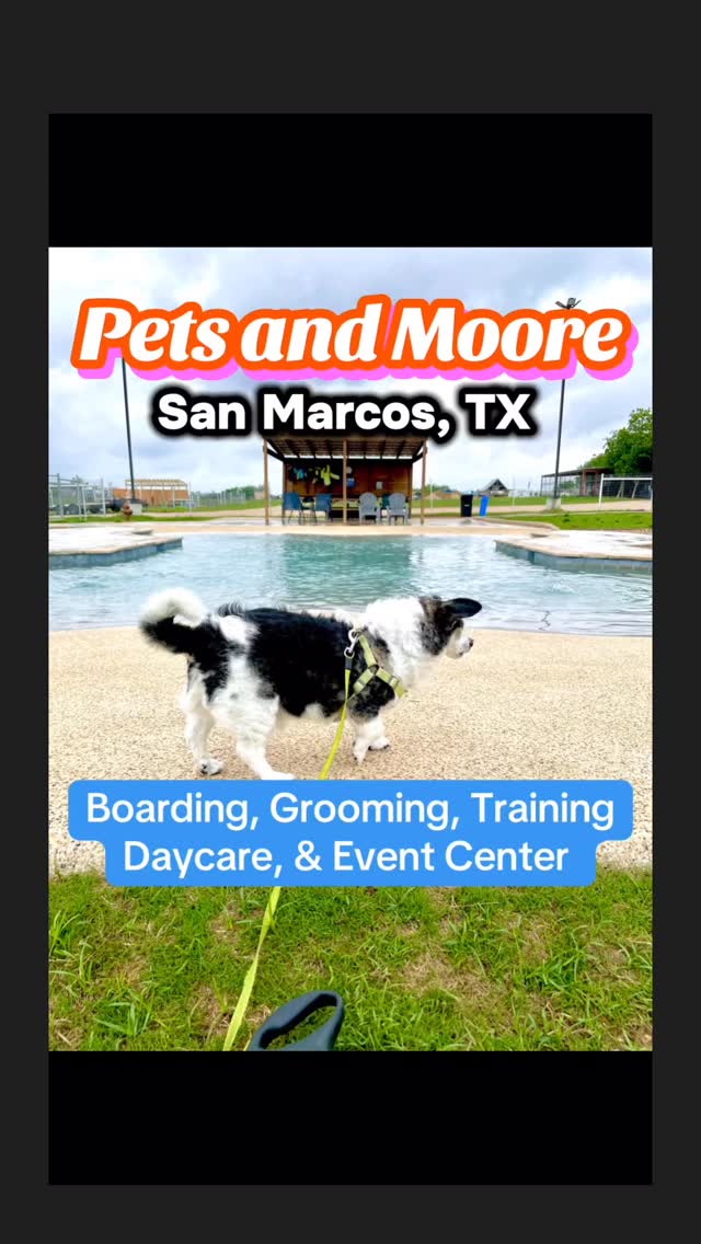 Pets and Moore in San Marcos, TX offers everything you need to keep your dog entertained and cared for! It’s a quick drive drive from New Braunfels. They provide boarding for dogs and cats. For the dogs, each kennel is in a climate-controlled inside and access to their own private run outside. They have lots of space for playtime.
Experienced groomers take care of all your pet’s grooming needs. Get 20% off grooming for first time clients.
Pets and Moore also provides daycare and training.
For the event center- they have a fancy resort bone pool area you can rent for dog parties with your dogs and dog friends. It’s a graded pool so dogs can ease their way in. They have a shaded patio for the humans to watch. Perfect for the hot Texas summer!
K9 Water World hosts dock diving events. They are free to attend! Check out the calendar on the RECS 4 PETS app for time and events. You can also get training if you want your dog to learn how to dock dive!
For trainers in the area, they have an indoor training center you can rent.
I dropped off the last RECS 4 PETS gift bag this morning. Be the first new customer at Pets and Moore to show the RECS 4 PETS app in-person and get the gift bag! Tag us in your photo!
Eddie was paid with duck liver treats for his appearance lol
#dogboarding #petresort #texasdogs #sanmarcos #dogmom