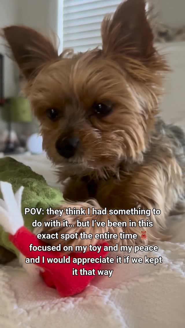 POV: chaos is happening in the house…
accusations are being thrown…
doors are being checked like it’s a crime scene…
…and he’s in the corner like this 🧸
zero involvement. zero stress. full toy mode.
Meanwhile I KNOW he started it.
Yorkies will create the problem… then emotionally remove themselves from the situation like they’ve never done anything wrong in their life.
👇 Be honest… does your dog start chaos or just supervise it?
#yorkielife #dogpersonality #tinydogbigattitude #doghumor #petparents