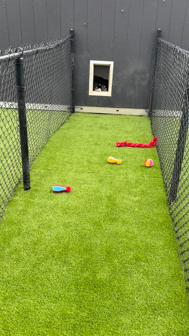 this never gets old! and yes, we have a new flap we need to install and no, it actually wasn’t the puppies who chewed it, it was their mamas 🤦♀️
#bernedoodlepuppies #bernedoodlelife #minibernedoodle #bernedoodledaily #bernedoodle
