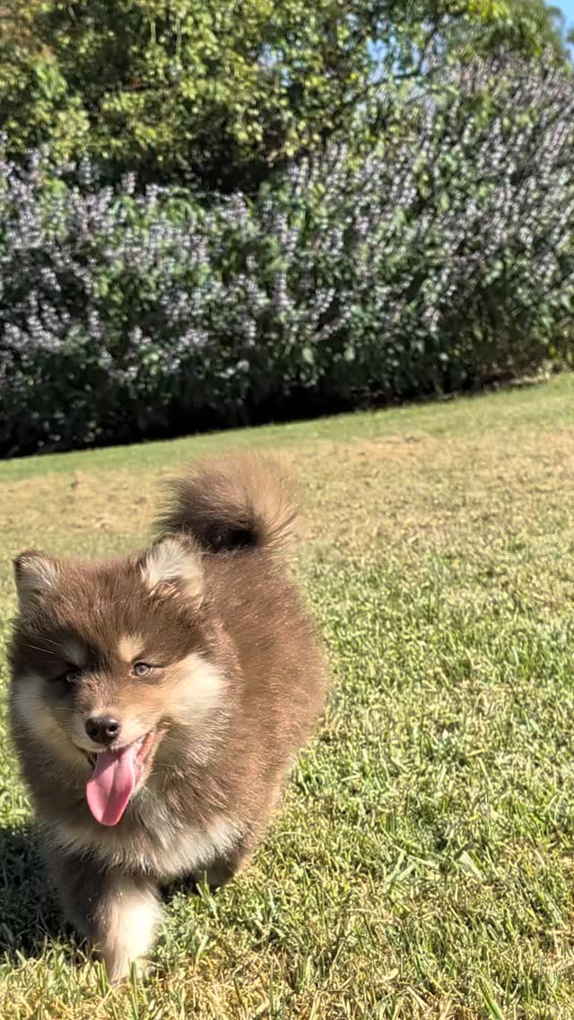 Miss Zoey from our K-Pop Litter is looking for her perfect home 💕💕💕
She's sweet and kind and loves everyone she meets. She has a passion for belly rubs and making sure it's all about her all the time 🥰