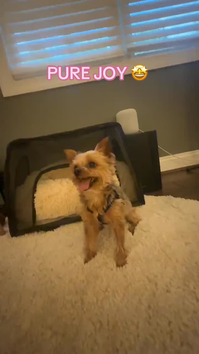 Sometimes the smallest moments end up being the biggest parts of our day 🥹🐾
There’s just something about seeing that tiny tail wag like you personally hung the moon for them. Joshie doesn’t care about fancy things… just love, attention, and being included in every little adventure 😂
Honestly, dogs have a way of reminding us what happiness actually looks like.
What’s one tiny thing that instantly makes your dog ridiculously happy? Tell us below 👇🏻🐶
And if your feed could use more real estate, real life, and tiny Yorkie chaos… stick around 🤍
#yorkielife #dogmom #yorkiesoftiktok #dogpeople #petparent