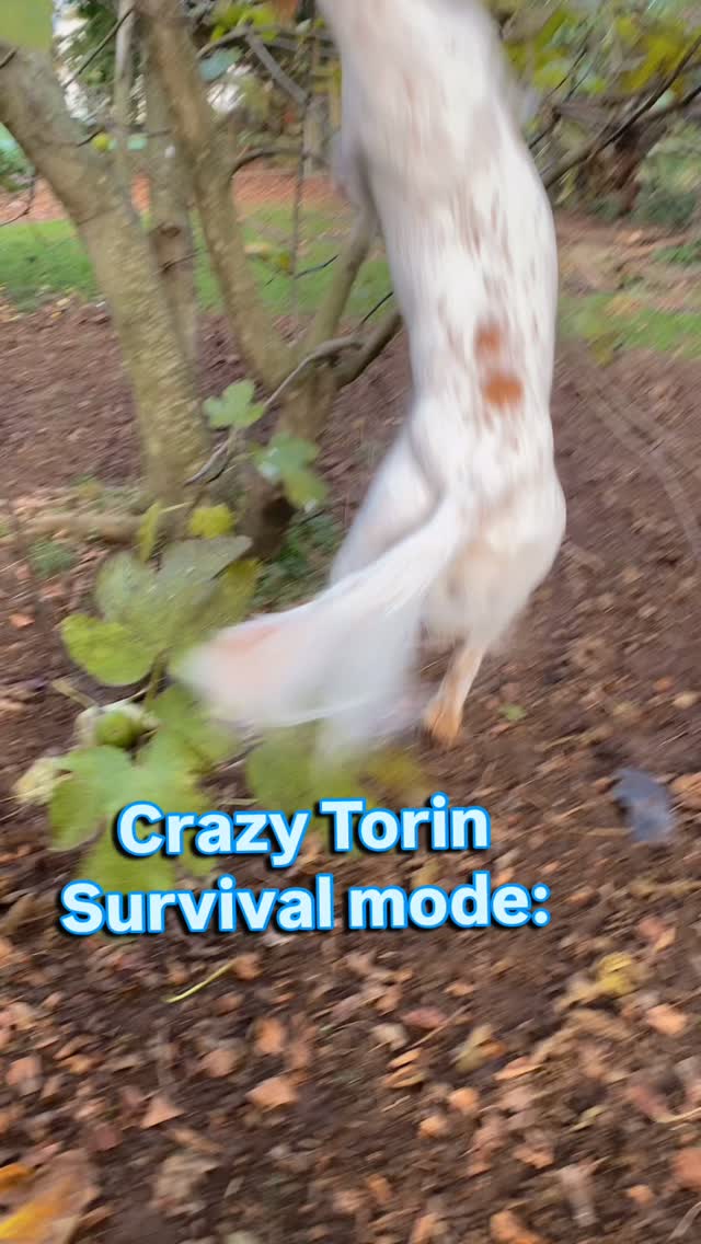 Torin out here living his best free-range lifestyle 🌳😂
Why wait for figs to fall when you can simply launch yourself at the tree?
I’m convinced Torin would be the only one of my dogs to survive in the wild 😂
“Anyone else’s dog self-harvest their snacks? 🌳”
#activedogsnz #workingcockerspanielsofinstagram #workingcocker #dogsnz #funnydogs