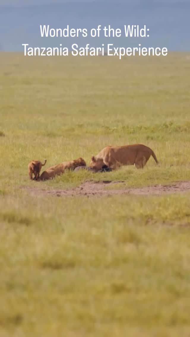 Wonders of the Wild: Tanzania Safari Experience 🐾
Step into the wild heart of Tanzania — where every moment is real and unforgettable.
In one safari, you can witness the full beauty of nature: a caring Lion lioness with her cubs, herds of Zebra moving across the plains, powerful African Elephant walking freely, and elegant Flamingo coloring the landscape.
From predator to prey, from calm to action — this is what makes Tanzania the ultimate safari destination. Every scene is natural, every experience is unique.
Places like Ngorongoro Crater and Serengeti National Park offer unmatched wildlife diversity in one place.
🌿 What makes Tanzania safari special?
✔️ See many animals in one day
✔️ Big Five and more
✔️ Beautiful landscapes
✔️ Real wildlife moments
📸 Perfect for wildlife lovers & photographers
✨ A complete African safari experience
📲 https://wa.me/255744391567
🌍 www.meilleurtours.com
📧 meilleurtours@gmail.com
—
#MeilleurTours #TanzaniaSafari #WildlifeExperience #AfricanSafari #ExploreTanzania