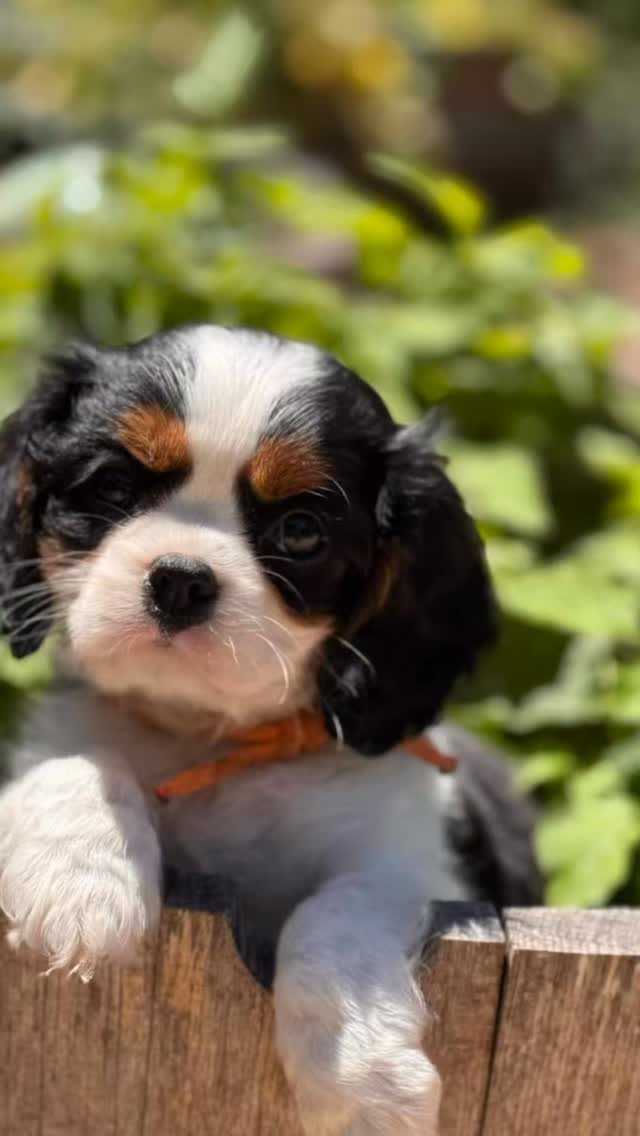 Meet Tinkerpups 🤍
From our hometown in Santa Barbara, we’re proud to introduce our beautiful male Cavalier King Charles Spaniels, raised with intention, care, and a whole lot of love.
Our parents are fully health tested, and every puppy is thoughtfully bred for temperament, intelligence, and companionship. From day one, they’re gently socialized to feel confident, curious, and right at home in the world.
At Tinkerpups, we’re more than breeder of Cavapoos and Cavaliers, we’re passionate about matching each puppy with the right family for a lifetime of connection.
Follow along and reach out to learn more or schedule a visit.
.
.
.
#kingcharlescavalier #tinkerpups #california #cavalier