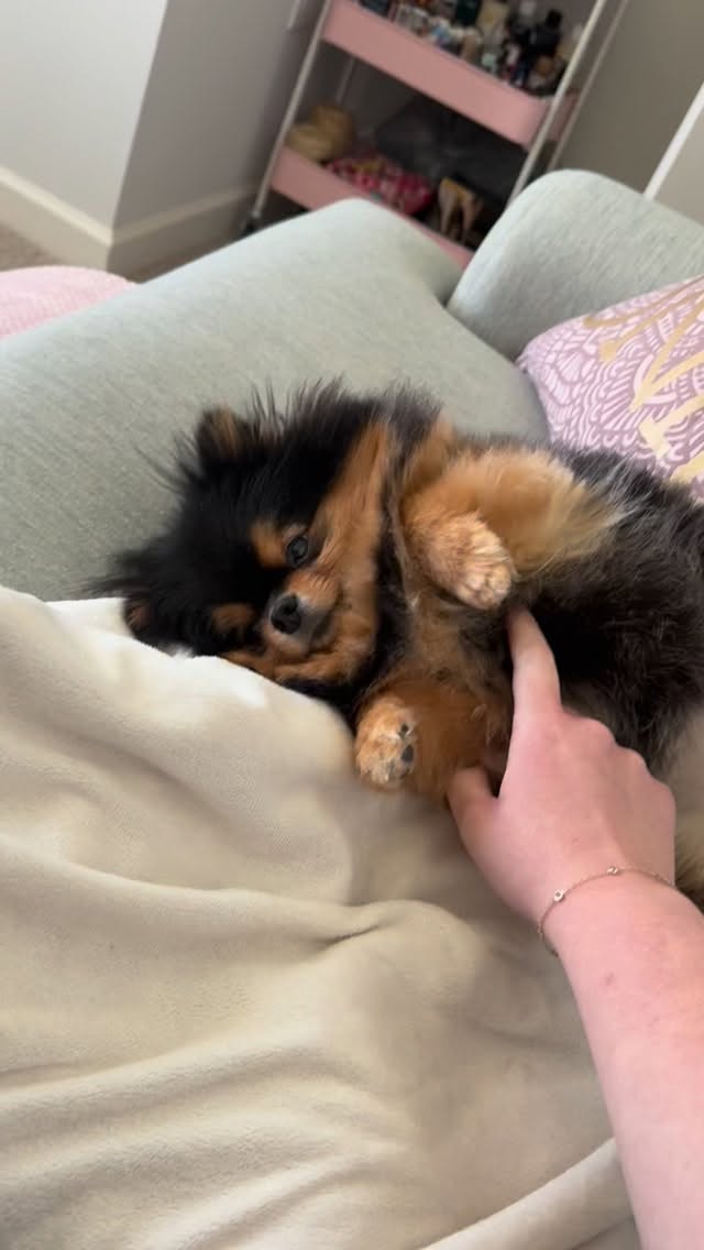 Welcome Star to the Kraft family! 🌟
We’ve had this little bundle of love for the past few months. She’s brought so much rambunctious joy back into our home and we feel so blessed to have found her.
It amazes me how much she is like Ginger and I am thankful to be reminded of my girl daily. While I still miss her every day, I do feel blessed to have found another sweet soul like my Gingy.
Star is a little velcro dog that follows me everywhere and loves snuggles. 🥰