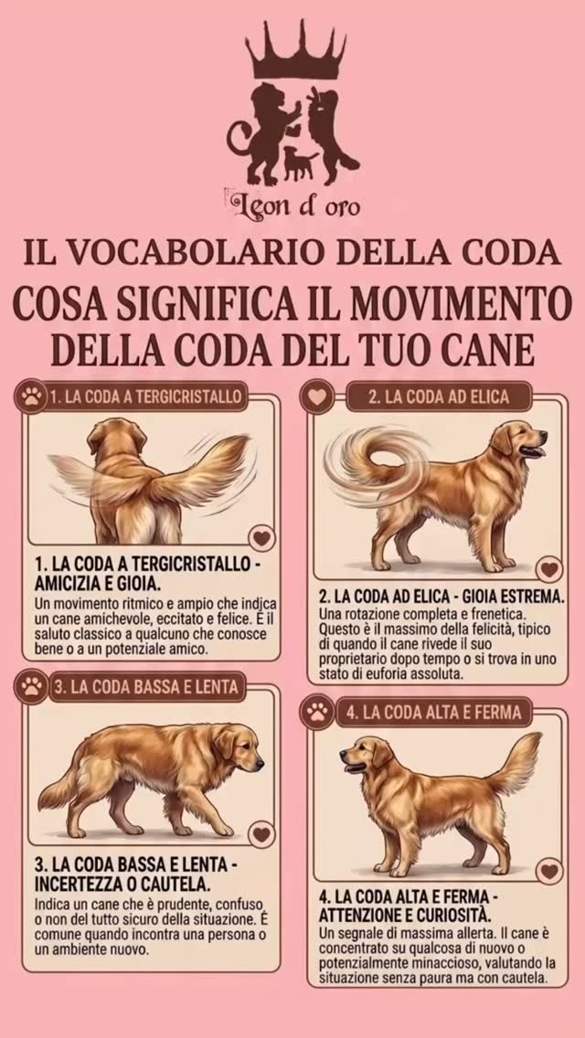 La felicità ha un ritmo... ed è quello della coda! 🎵🐶
Il tuo Golden è un tipo da “Tergicristallo” o preferisce l’effetto “Elica”? Scopri cosa ti sta comunicando nel nostro nuovo post!
Facci sapere nei commenti la sua posizione preferita! 👇
#GoldenRetrieverLovers #CaniFelici #LeonDoroFamily #PetParent #americangoldenretriever