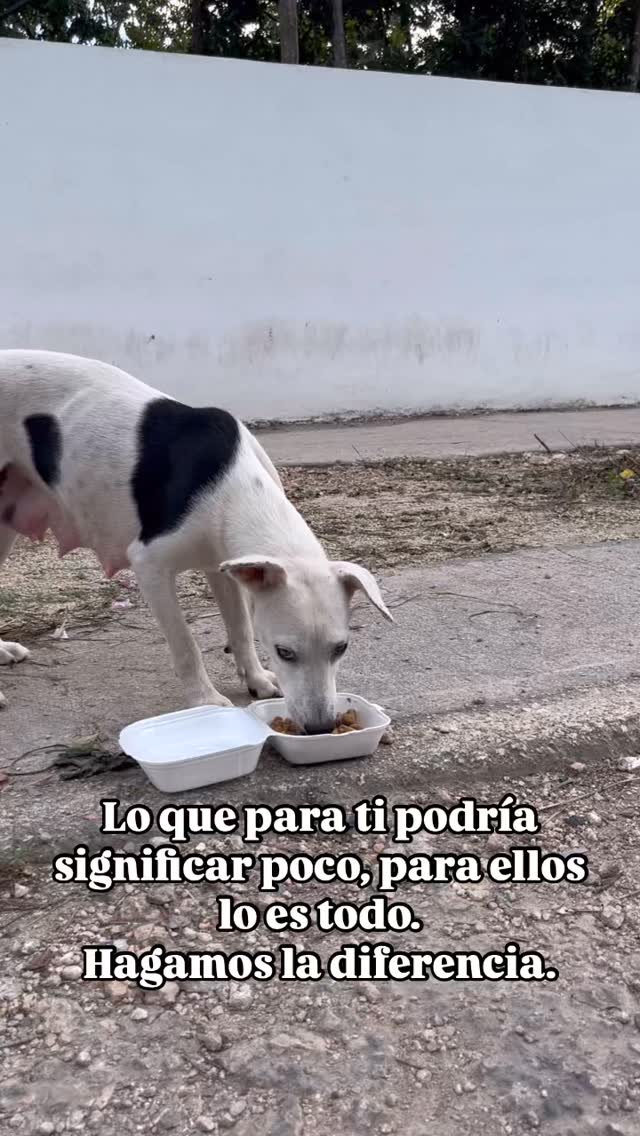 ¡Hagamos la diferencia! #amor #perritos #ayuda #petlovers