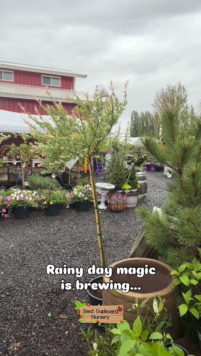 A little PNW rainy day mood at the nursery! 🌧️🌱
