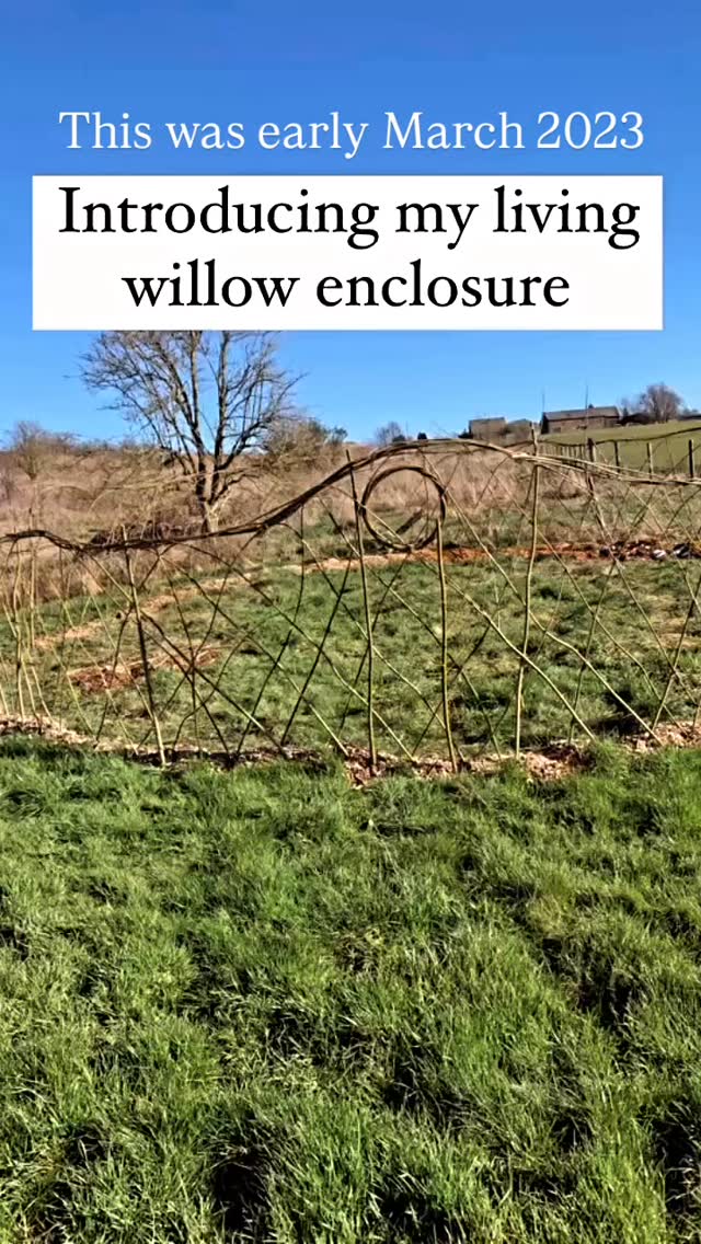 Thought I’d give you a little update on my willow enclosure.
It was planted in January 2023 and is about 23ft across and circular in shape. It doesn’t have a ‘roof’ as I much prefer to see the sky.
Over the past couple of years it’s been used mainly as an outdoor classroom / workshop space for visitors as well as the occasional place to camp out, sunbathe, read and contemplate life 😊
A living willow structure can add fun, privacy, interest and a great wildlife habitat to gardens and open spaces. 😊🌿🌿
I’ve been growing willow here in the north west of England for 20 years and am more than happy to answer any questions you might have. 😊
#livingwillowstructures #willowfence #willowgrower #willow