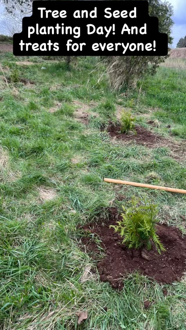 Planted 15 trees today! And the first round of our seeds including beets, cucumbers, green, yellow and purple beans, and sassy peppers! Trees included 5 green giant arborvitae’s, 2 willows, 4 Tamaracks, 1 dogwood, 1 Silver Maple, and 2 Pawpaw fruit trees. Thanks Mom@for starting to clan up the raised garden beds too! The few flurries on a sunny Sunday didn’t slow us down! #thistlehousefarm #carefarm #chickens #earthday #treeplanting