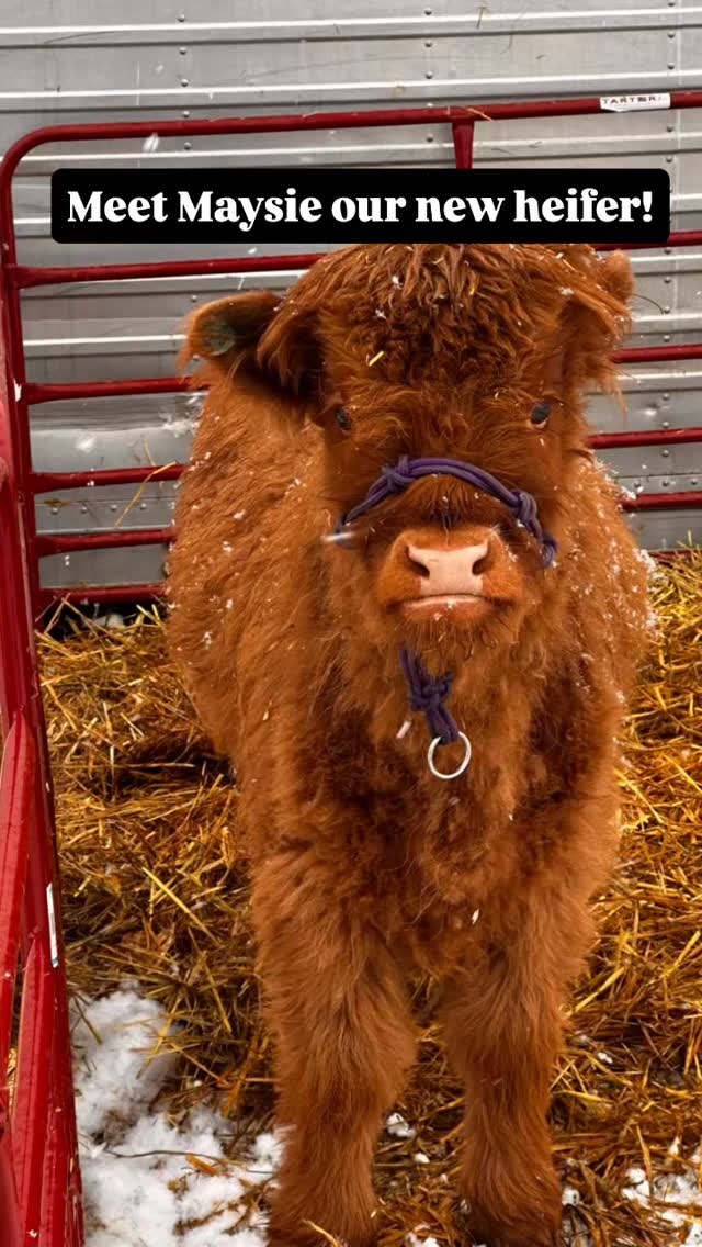 How cute is this little heifer!? She is just darling. She's a sister to our Miss Merida and we hope is a carbon copy! #minihighlandcows #miniheifer #minicow